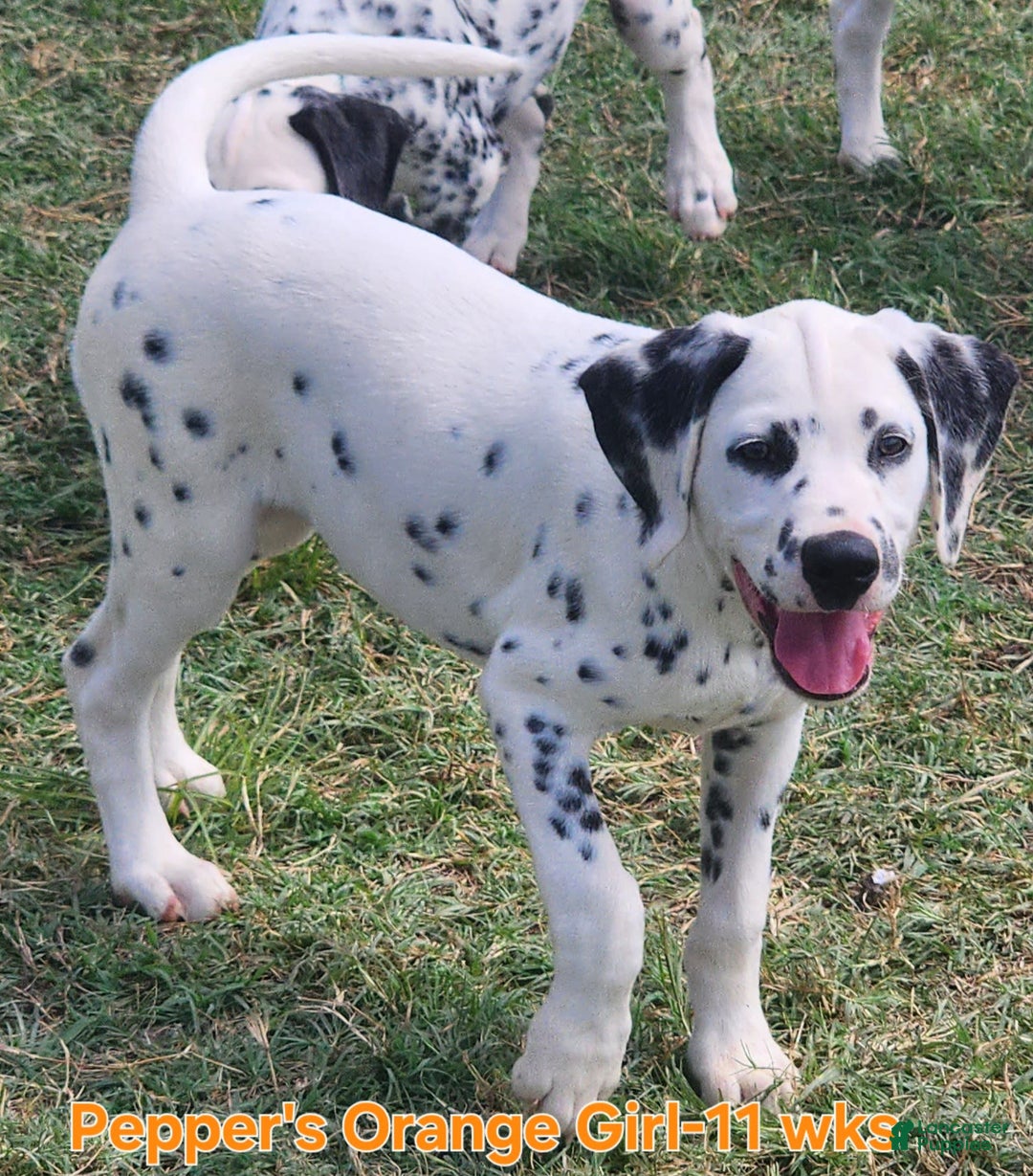 Dalmatian dogs for sale: Peppers Orange Girl - Image 2