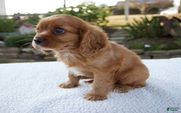 Cavalier King Charles Spaniel dogs for sale: Cruz - Image 8