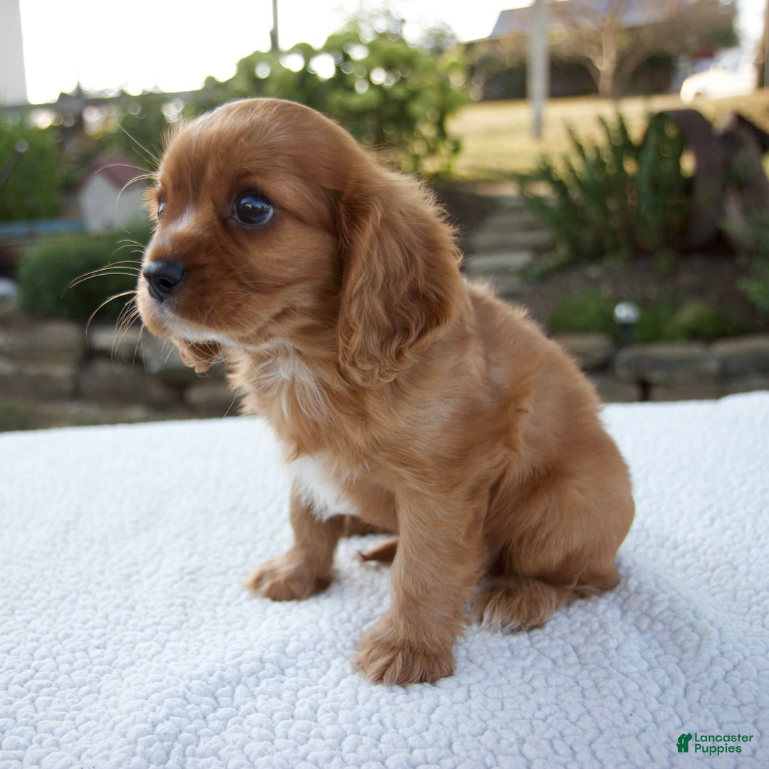 Cavalier King Charles Spaniel dogs for sale: Cruz - Image 8