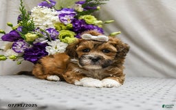 Shihpoo dogs for sale: Caramel - Image 2