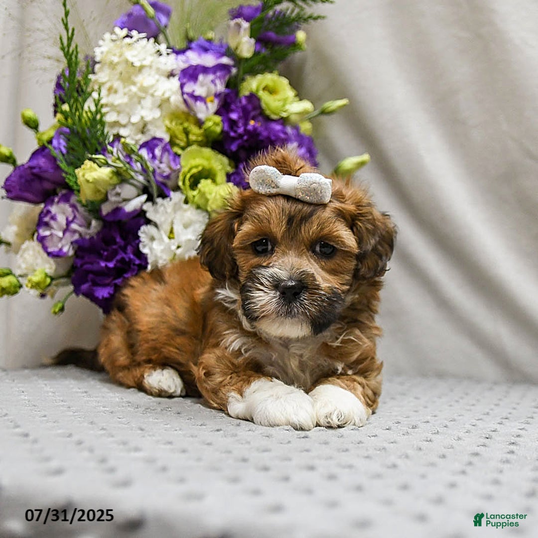 Shihpoo dogs for sale: Caramel - Image 2