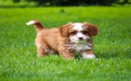 Cavapoo dogs for sale: Rusty - Image 9