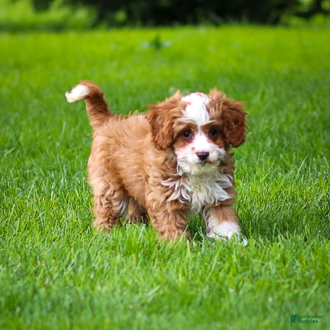 Cavapoo dogs for sale: Rusty - Image 9