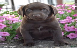Labrador Retriever dogs for sale: Carrie - Image 2