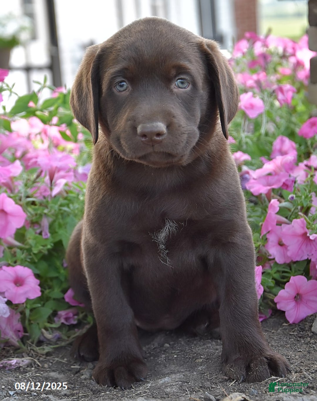 Labrador Retriever dogs for sale: Carrie - Image 2