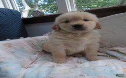 Golden Retriever dogs for sale: Hershey - Image 15