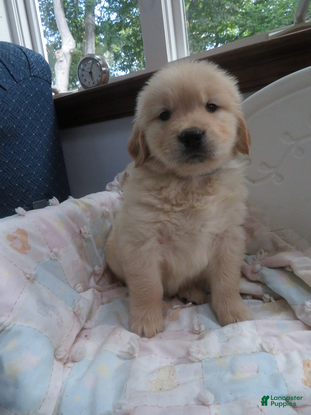 Golden Retriever dogs for sale: Hershey - Image 15