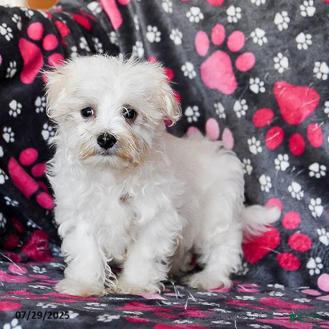 Maltese dogs for sale: Jasper - Image 6