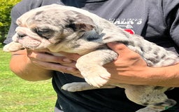 English Bulldog dogs for sale: Breezy - Image 2