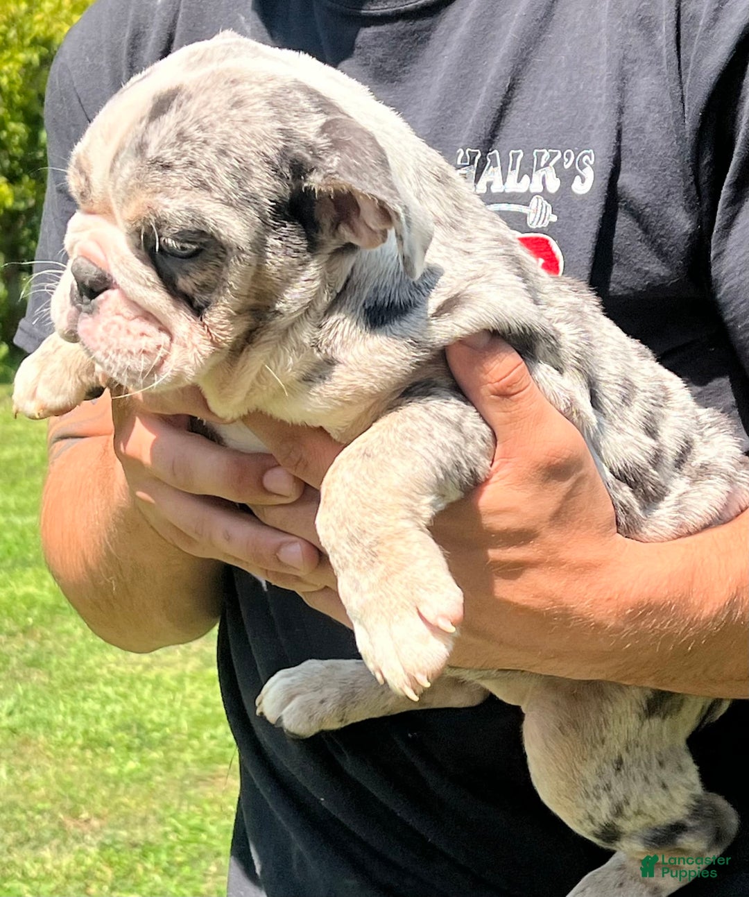 English Bulldog dogs for sale: Breezy - Image 2