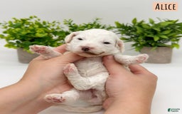 Mini Goldendoodle dogs for sale: Petite Alice - Image 9