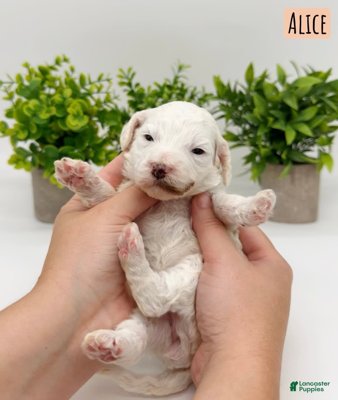 Mini Goldendoodle dogs for sale: Petite Alice - Image 9