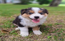 Australian Shepherd dogs for sale: Nate - Image 2