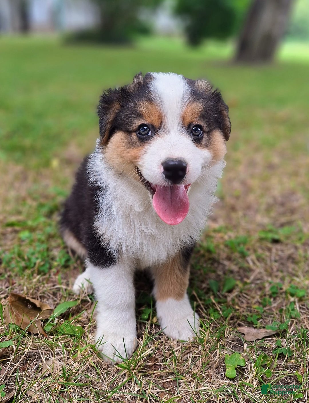 Australian Shepherd dogs for sale: Nate - Image 2