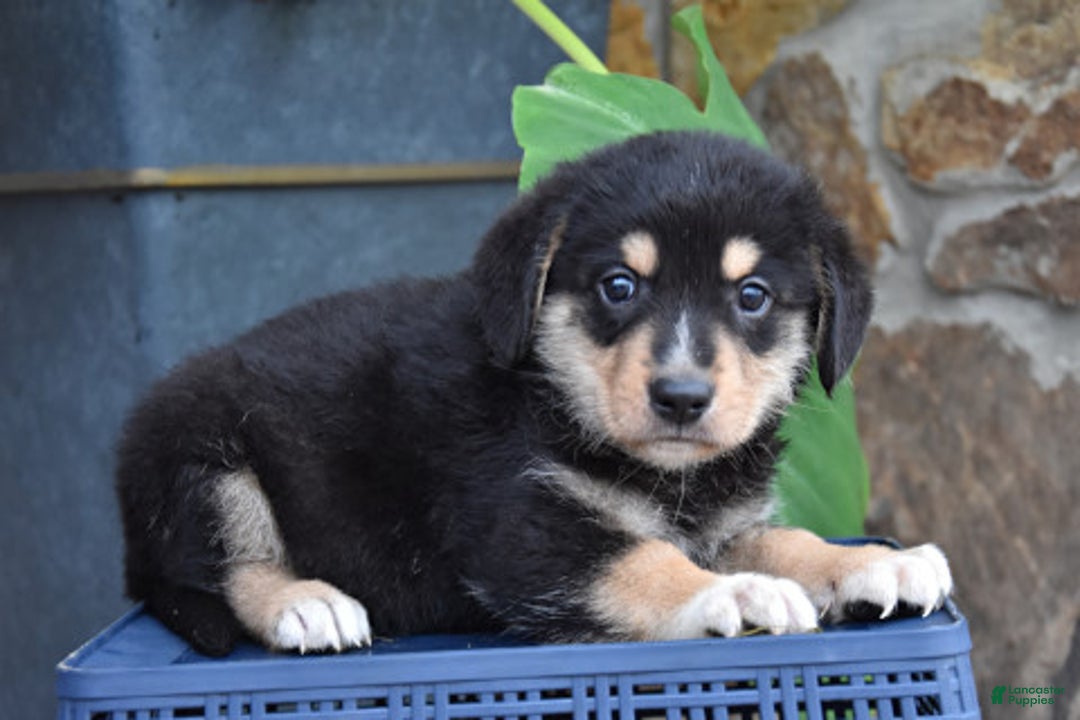 Miniature Bernese Mountain Dog dogs for sale: Tonka - Image 2