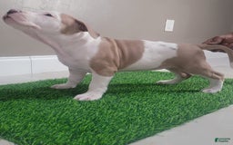 American Bully dogs for sale: Puzzle Piece - Image 7