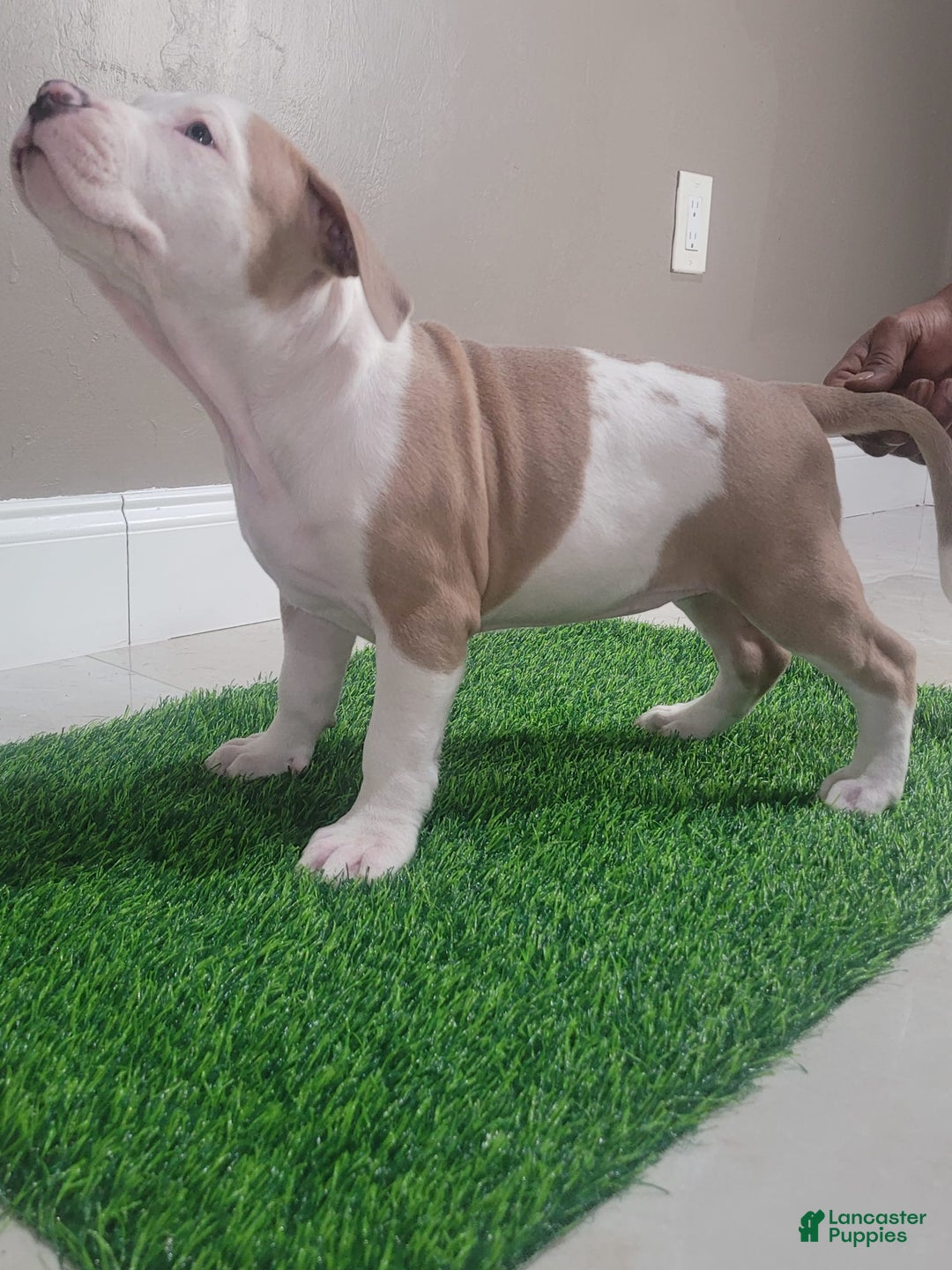 American Bully dogs for sale: Puzzle Piece - Image 7