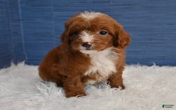Cavapoo dogs for sale: Sean - Image 6
