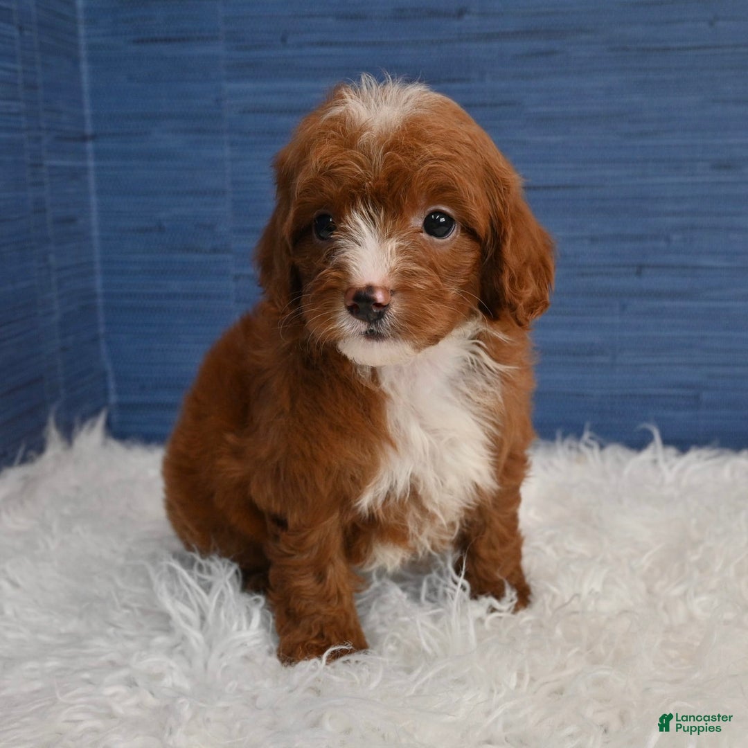 Cavapoo dogs for sale: Sean - Image 6