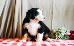 Bernese Mountain Dog dogs for sale: Marlo - Image 6