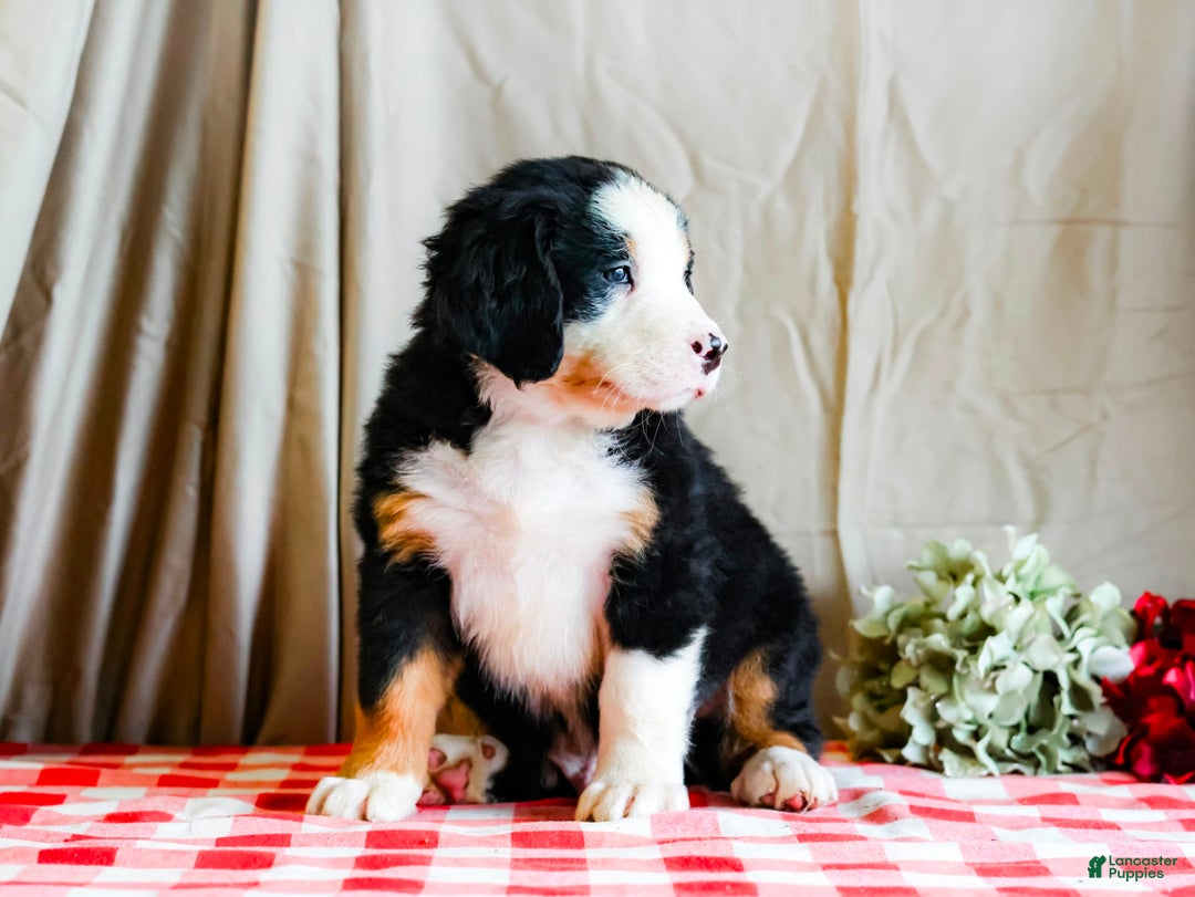 Bernese Mountain Dog dogs for sale: Marlo - Image 6