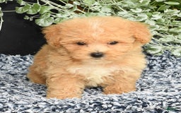 Bichpoo dogs for sale: Stella - Image 5