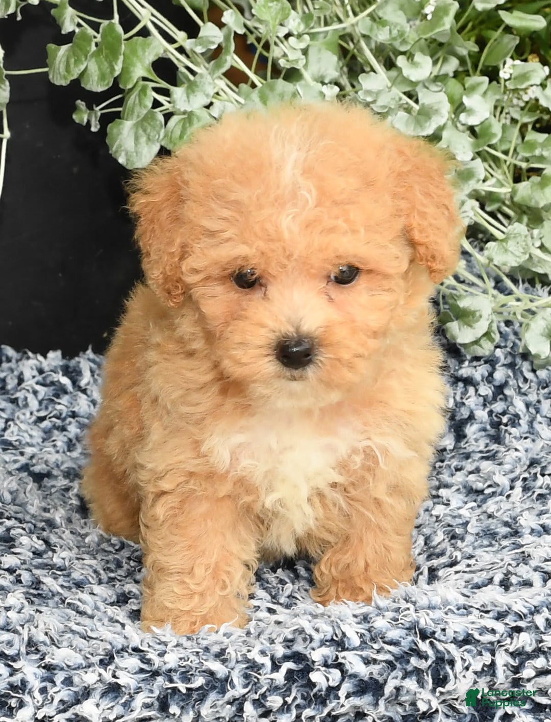Bichpoo dogs for sale: Stella - Image 5
