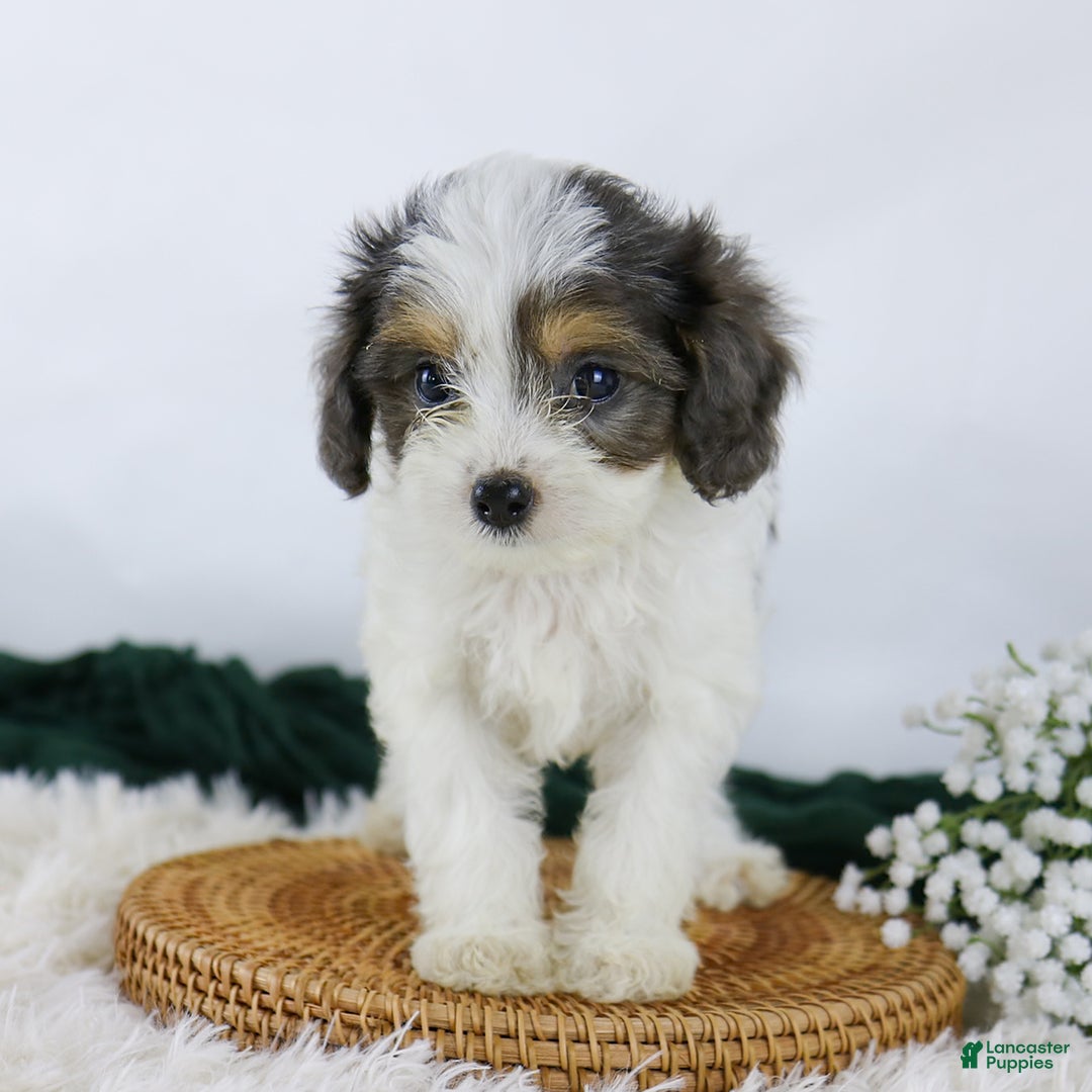 Cavapoo dogs for sale: Blossom - Image 3