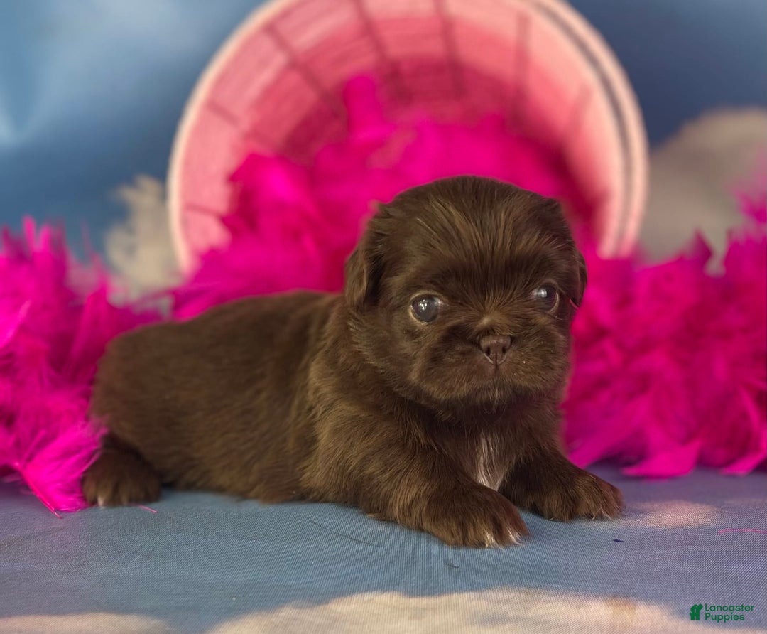 Pekingese dogs for sale: Akc Chocolate Mocha Dna Ofa - Image 1