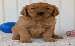 Golden Retriever dogs for sale: Daisy - Image 5