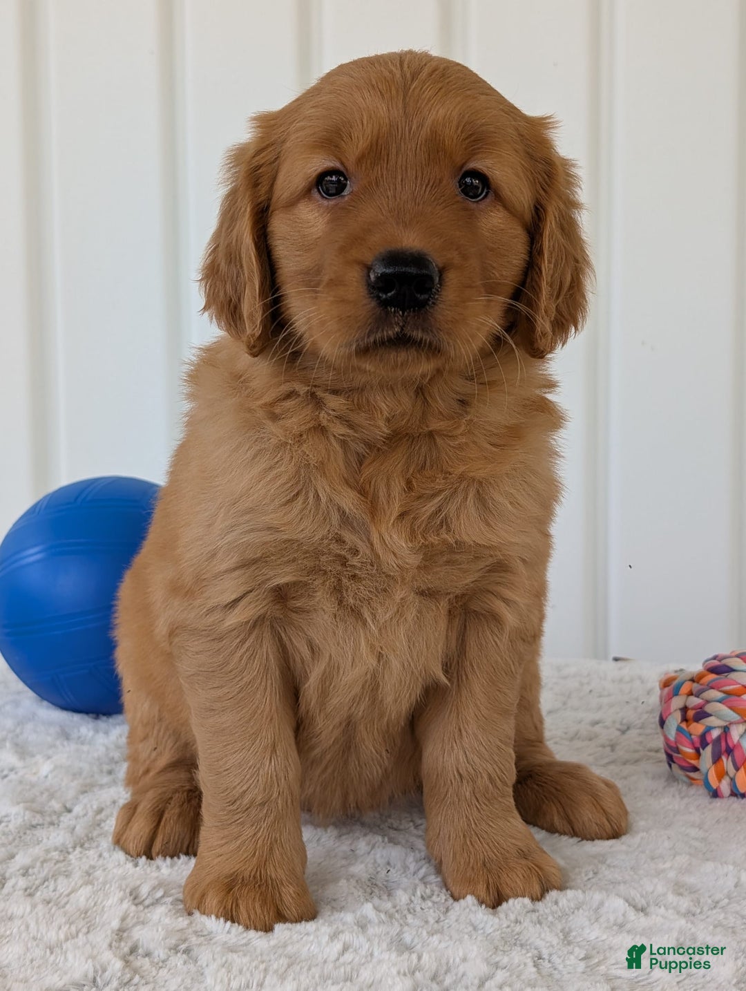 Golden Retriever dogs for sale: Daisy - Image 5