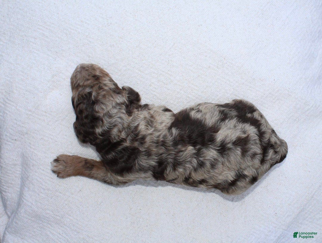 Standard Poodle dogs for sale: Denver Moyen - Image 4