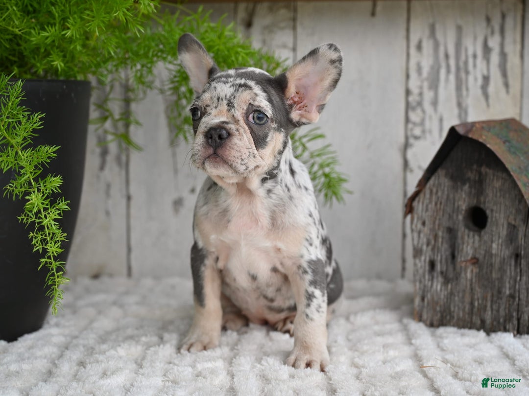 French Bulldog dogs for sale: French Bulldog 8 puppies - Image 8