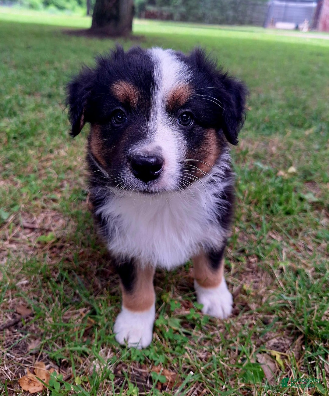 Australian Shepherd dogs for sale: Hardison - Image 1