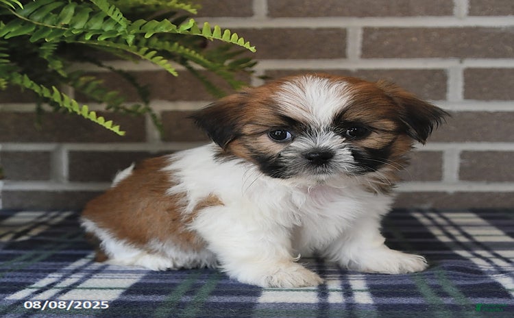 Shih Tzu dogs for sale - Ad 1