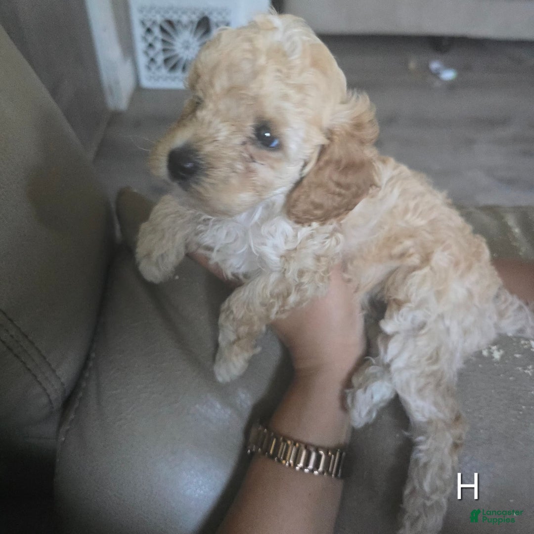 Toy Poodle dogs for sale: Max - Image 3