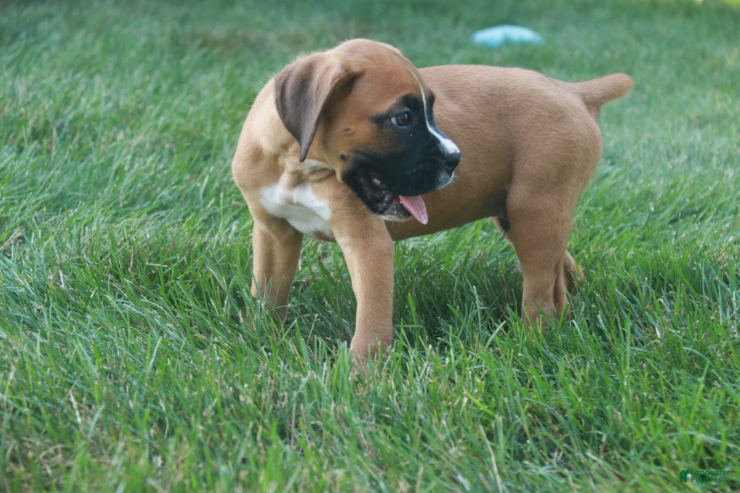 Boxer dogs for sale: Eli - Image 8