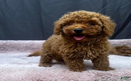 Toy Poodle dogs for sale: Greg - Image 2