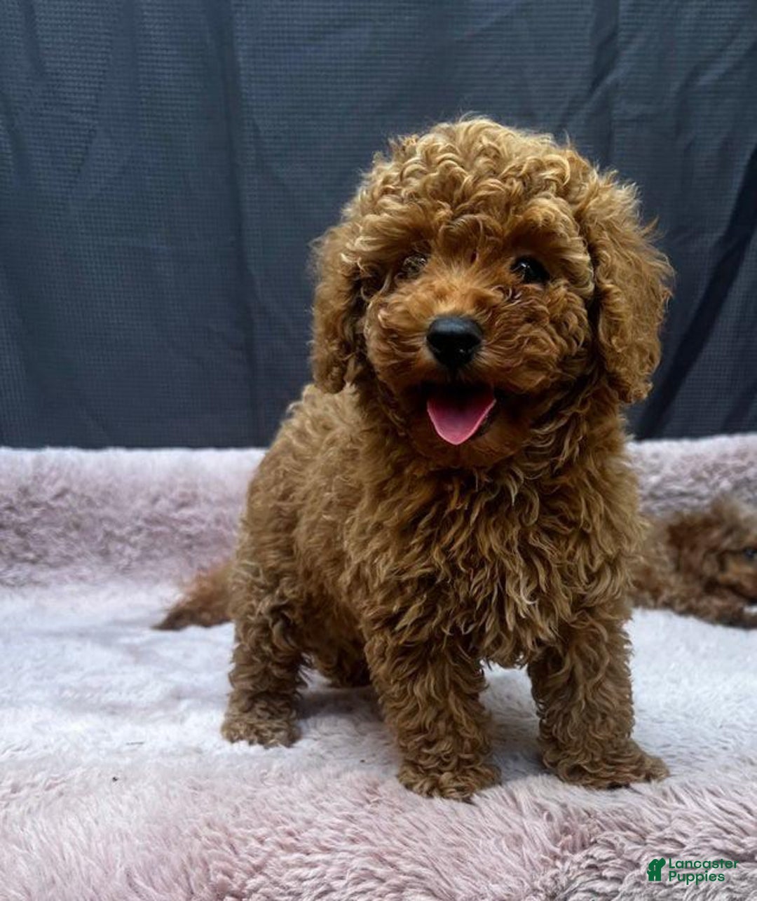 Toy Poodle dogs for sale: Greg - Image 2