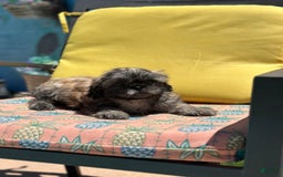 Shih Tzu dogs for sale: Copper - Image 2
