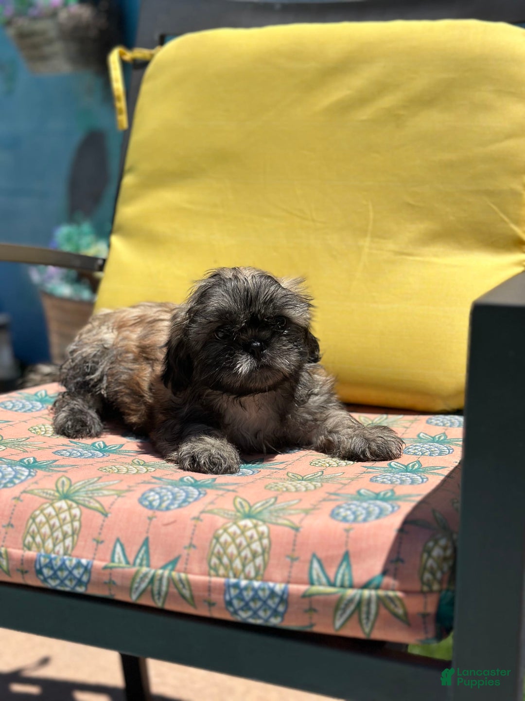 Shih Tzu dogs for sale: Copper - Image 2