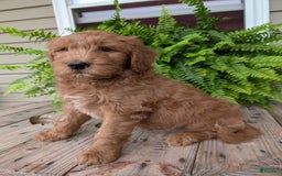Goldendoodle dogs for sale: Cash - Image 9
