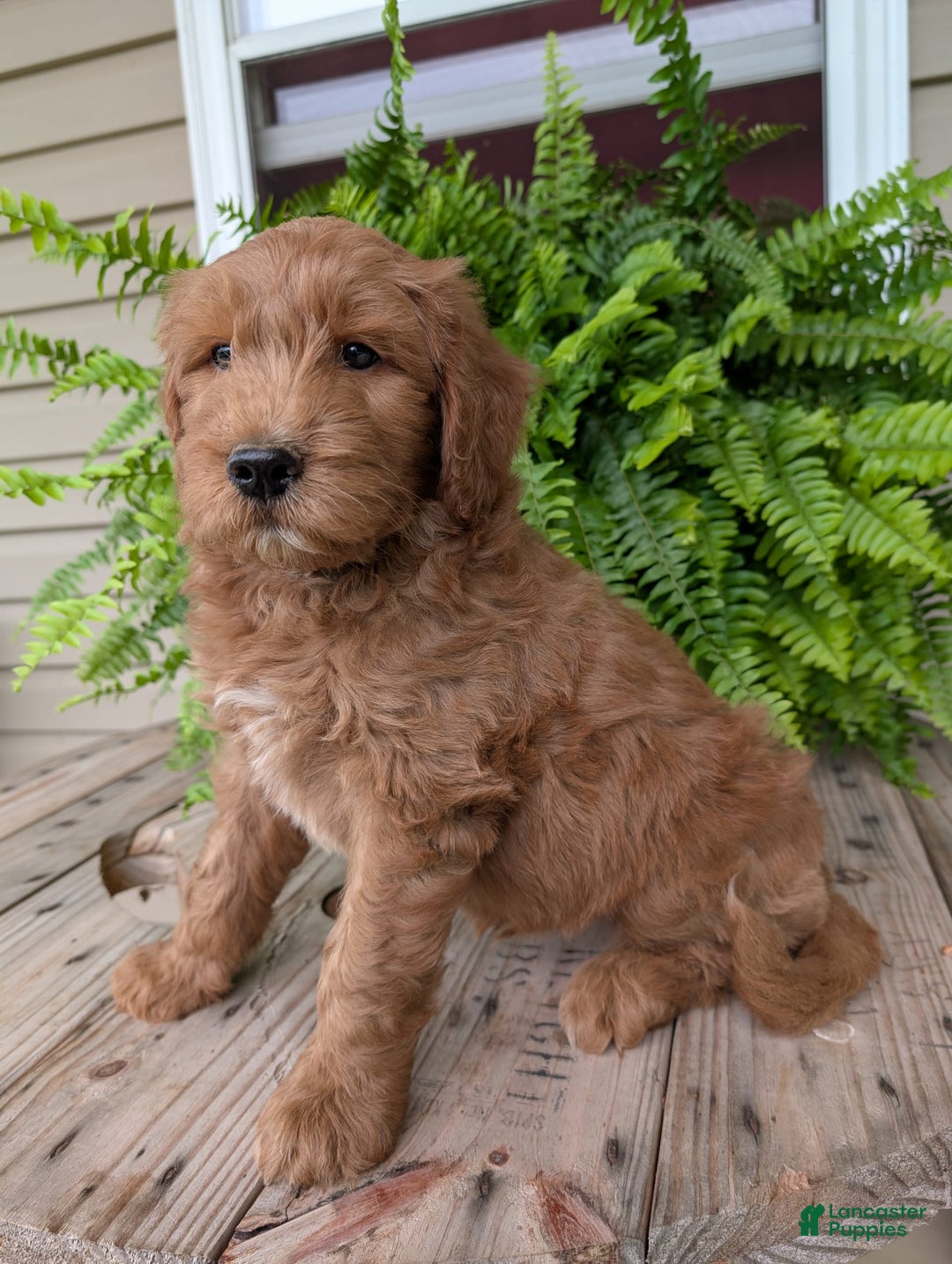 Goldendoodle dogs for sale: Cash - Image 9