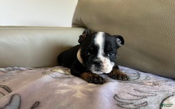 English Bulldog dogs for sale: Zoey - Image 2