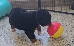 Bernese Mountain Dog dogs for sale: Sparkler - Image 3