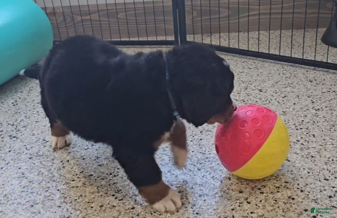 Bernese Mountain Dog dogs for sale: Sparkler - Image 3