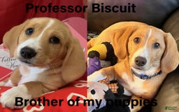 Beagle dogs for sale: Bassetdoodles - Image 7