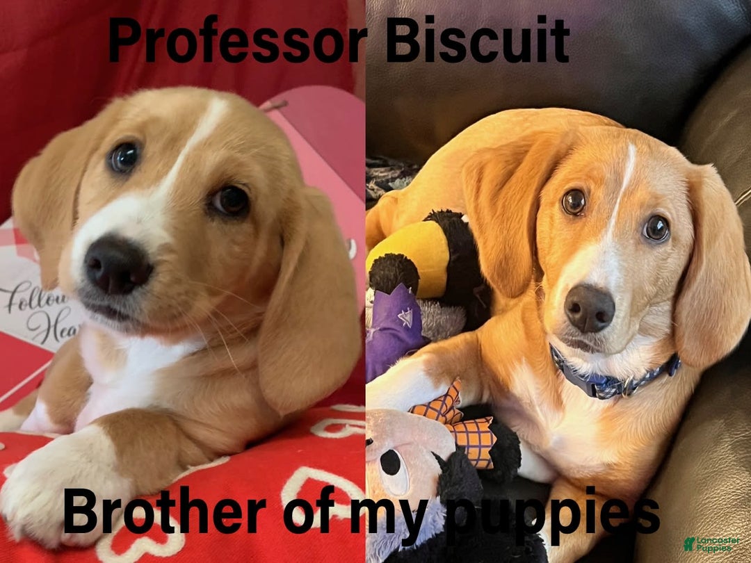 Beagle dogs for sale: Bassetdoodles - Image 7