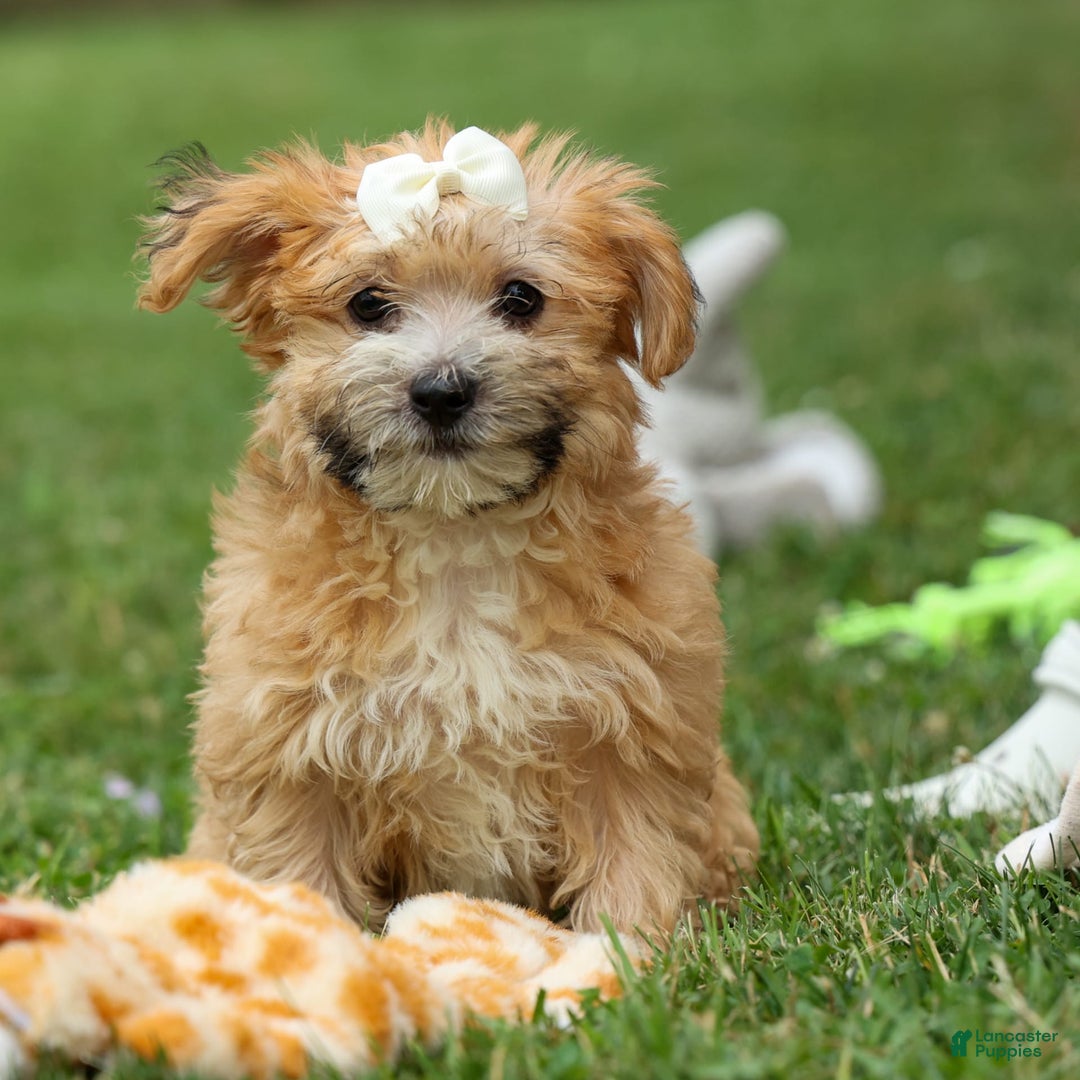 Yochon dogs for sale: Torin - Image 19