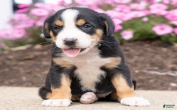 Greater Swiss Mountain Dog dogs for sale: Hilda - Image 1